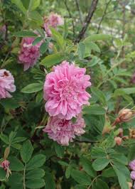 Attēlu rezultāti vaicājumam “Rosa majalis”