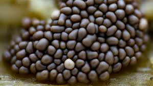 Attēlu rezultāti vaicājumam “Oligonema favogineum”