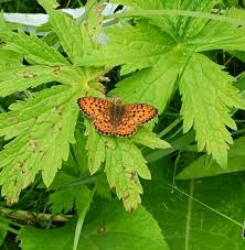 Attēlu rezultāti vaicājumam “Brenthis ino”