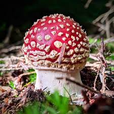 Attēlu rezultāti vaicājumam “fungi”