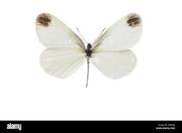 Attēlu rezultāti vaicājumam “Leptidea sinapis”