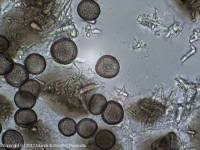 Attēlu rezultāti vaicājumam “Didymium nigripes”