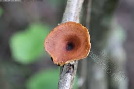 Attēlu rezultāti vaicājumam “Polyporus tubaeformis”