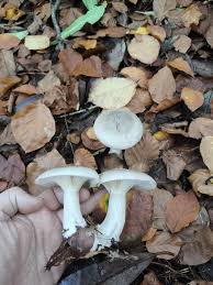Attēlu rezultāti vaicājumam “Clitocybe nebularis”