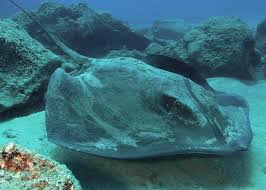 Image result for Bathytoshia centroura