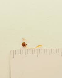 Attēlu rezultāti vaicājumam “Typhula erythropus”