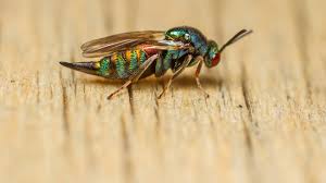 Attēlu rezultāti vaicājumam “Andricus quercuscorticis”