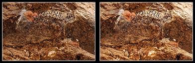 Attēlu rezultāti vaicājumam “Stemonitopsis typhina stalked”