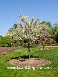 Attēlu rezultāti vaicājumam “Malus x zumi”