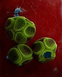 Attēlu rezultāti vaicājumam “Lindbladia tubulina macro”