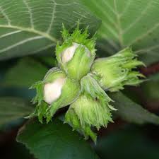 Attēlu rezultāti vaicājumam “Corylus avellana”