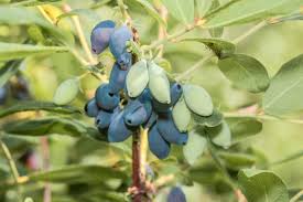 Attēlu rezultāti vaicājumam “Lonicera caerulea var. pallasii flower”