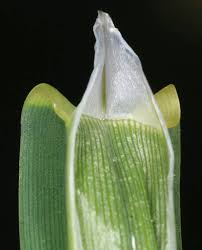 Attēlu rezultāti vaicājumam “Glyceria fluitans fruit”