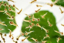 Attēlu rezultāti vaicājumam “Culex pipiens larva”