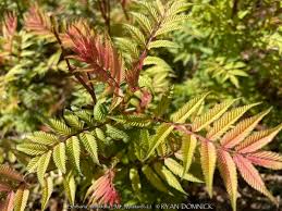Attēlu rezultāti vaicājumam “Sorbaria sorbifolia fruit”