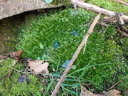 Attēlu rezultāti vaicājumam “Plagiothecium denticulatum”