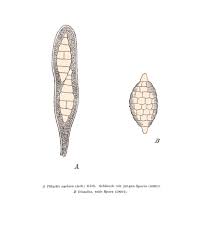 Attēlu rezultāti vaicājumam “Phlyctis agelaea”