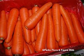 Attēlu rezultāti vaicājumam “Daucus sativus”