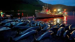 Image result for japan dolphin slaughter