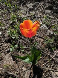 Attēlu rezultāti vaicājumam “Tulipa gesneriana”