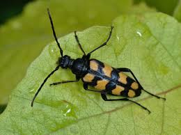Attēlu rezultāti vaicājumam “Leptura quadrifasciata”