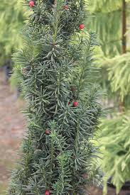 Attēlu rezultāti vaicājumam “Taxus baccata”