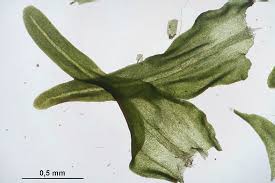 Attēlu rezultāti vaicājumam “Anomodon viticulosus”