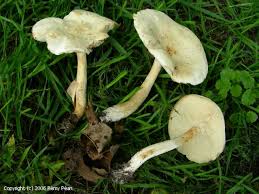 Attēlu rezultāti vaicājumam “Tricholoma album”