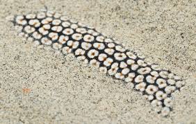 Attēlu rezultāti vaicājumam “Reticularia jurana macro”