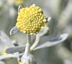 Attēlu rezultāti vaicājumam “Artemisia absinthium flower”