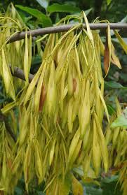 Attēlu rezultāti vaicājumam “Fraxinus pennsylvanica fruit”