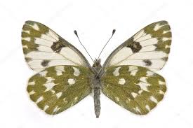 Attēlu rezultāti vaicājumam “Pontia edusa”