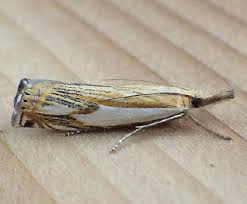 Attēlu rezultāti vaicājumam “Crambus”