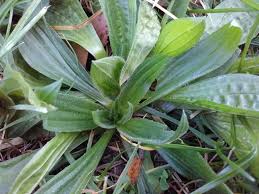 Attēlu rezultāti vaicājumam “Plantago lanceolata leaf”