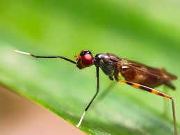 Attēlu rezultāti vaicājumam “Micropezidae”