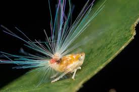 Attēlu rezultāti vaicājumam “Macrosteles nymph”