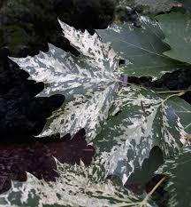 Attēlu rezultāti vaicājumam “Platanus x hispanica (syn. Platanus x acerifolia)”