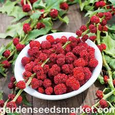 Attēlu rezultāti vaicājumam “Chenopodium foliosum fruit”