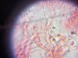 Attēlu rezultāti vaicājumam “Antrodia mellita”