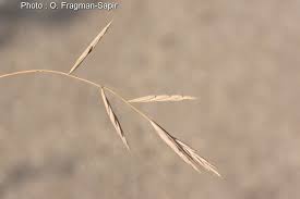 Attēlu rezultāti vaicājumam “Brachypodium sylvaticum leaf”