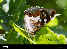 Attēlu rezultāti vaicājumam “Apatura iris male”