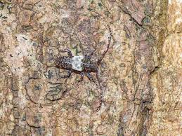 Attēlu rezultāti vaicājumam “Pogonocherus hispidulus”