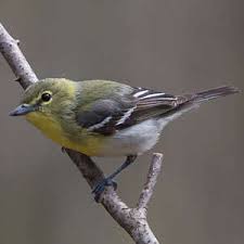 Image result for Vireo flavifrons