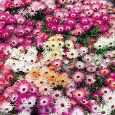 Image result for Mesembryanthemum criniflorum