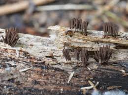 Attēlu rezultāti vaicājumam “Stemonitopsis amoena”