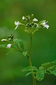 Attēlu rezultāti vaicājumam “Cardamine amara flower”