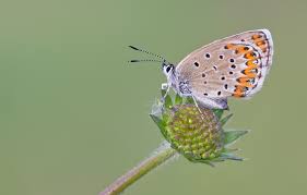 Attēlu rezultāti vaicājumam “Plebejus argyrognomon”