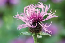 Attēlu rezultāti vaicājumam “Centaurea”