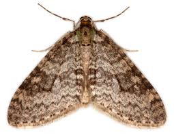 Attēlu rezultāti vaicājumam “Trichopteryx carpinata”