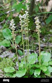 Attēlu rezultāti vaicājumam “Pyrola minor flower”